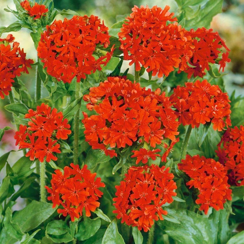 Outsidepride Lychnis Chalcedonica - 5000 Seeds