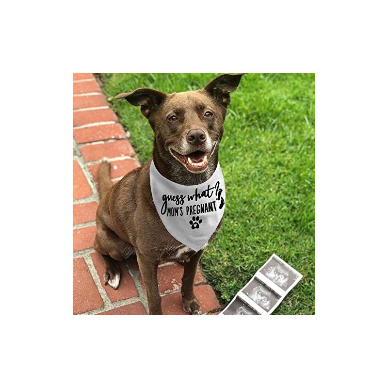 JPB Guess What? My Mom is Pregnant, Pregnancy Anuncio Perro
