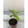 Avocado Tree 10” With Pot Live Plant Ready To Plant
