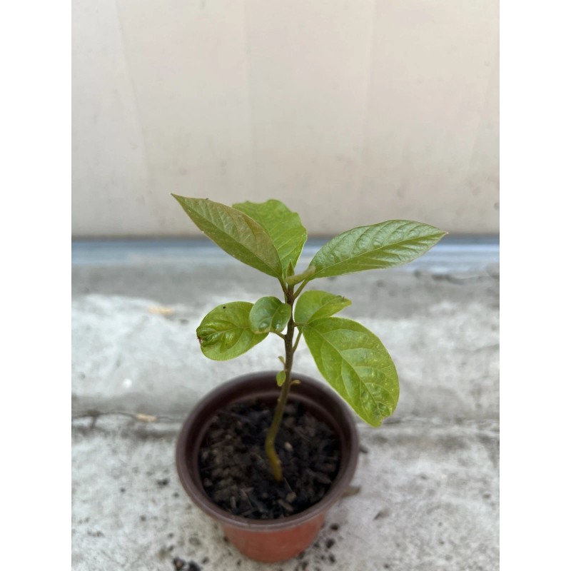 Avocado Tree 10” With Pot Live Plant Ready To Plant