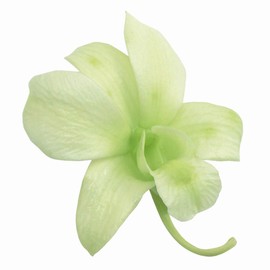 Earth Farms denfare 8 Wheel