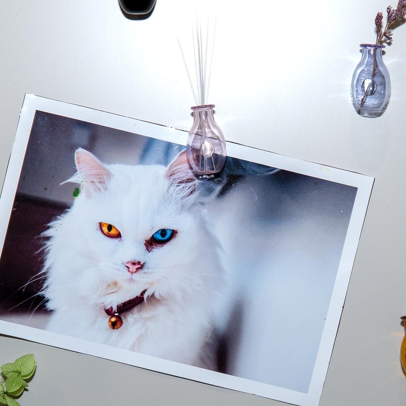 Nuvretk 2PCS Mini Glass Cat Whisker Vase - Fridge Magnet