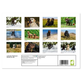 Labrador Retriever - friends for life (Monthly Wall Calendar 2025 16.5" x 23.4" (open)), CALVENDO 14 Month Calendar