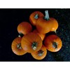 Park Seed Plus Hybrid Pumpkin Seeds