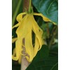 Ylang Ylang or Perfume Tree -10 Heirloom Tropical Seeds -Cananga