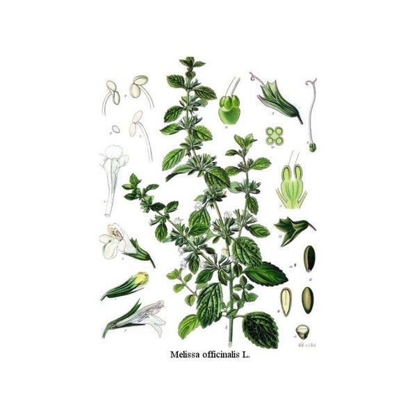 Iphym Pharma Mélisse Feuille Iphym Herboristerie Melissa officinalis L., 100