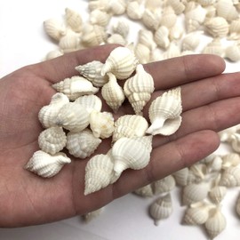 PEPPERLONELY Nassarius Reticulata Sea Shells, 4 OZ Approx. 160+PC Shells, 3/4 Inch ~ 1 Inch