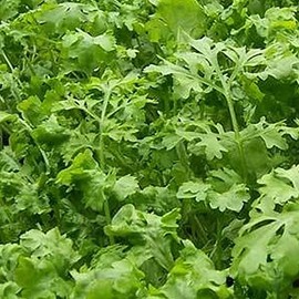 Oasis Chicory - 500 mg ~300 Seeds - Non-GMO, Heirloom, Open Pollinated - Farm & Garden Forage & Animal Feed Seeds