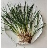 ONE Mondo Grass Plant Bare Roots-Live Terrarium Decor - Easy