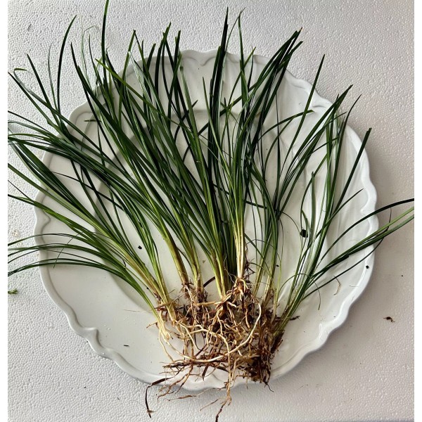 ONE Mondo Grass Plant Bare Roots-Live Terrarium Decor - Easy