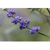 Vitex Chaste Tree - Live Plants - Lilac Chasteberry