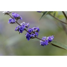 Vitex Chaste Tree - Live Plants - Lilac Chasteberry