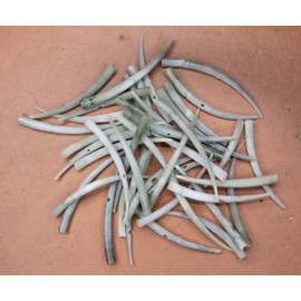 40 - Natural Green Dentalium Aprinum Seashells, Sailors Valentines, Beach Art, Upscale Shell Craft, SS-523