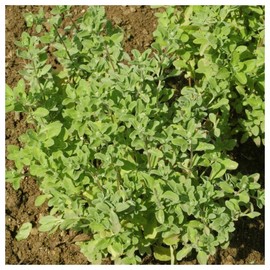 Everwilde Farms - 1/4 Lb Sweet Marjoram Herb Seeds - Gold Vault
