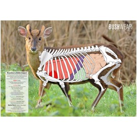 BushWear Muntjac Target Posters (4 pack) Targets (73978)