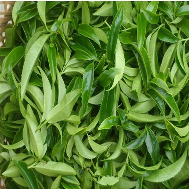 250g Phoenix Dancong Single Longitudinal Tea Natural Health Care