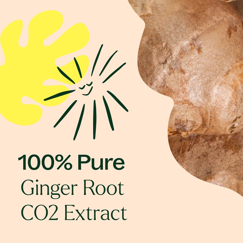 Plant Therapy Ginger Root CO2 Essential Oil 100% Pure, Undiluted,