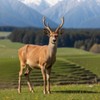 pasaco Deer Antler Stick Deer Deer Deer Extract Deer Antler