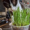 Pet Grass Variety Pack by Cat FurNature