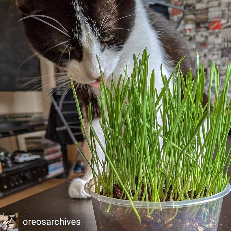 Pet Grass Variety Pack by Cat FurNature