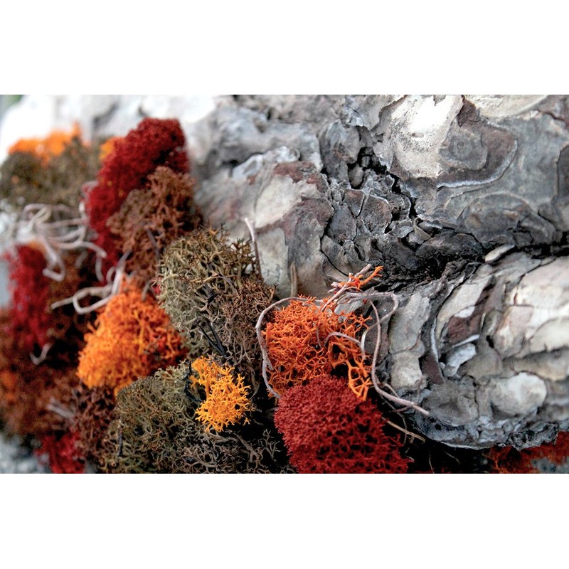 Super Moss (25122) Reindeer Moss Preserved, Red, 2oz