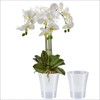 Santino Set of 2 Transparent Orchid Pots with Self-Watering Wick