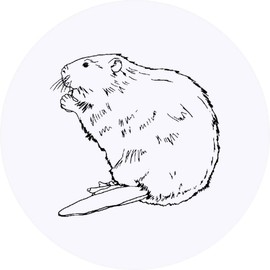 24 x 40mm Round 'Beaver' Stickers (SK00038559)