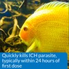 API LIQUID SUPER ICK CURE Fish remedy, Freshwater and Saltwater