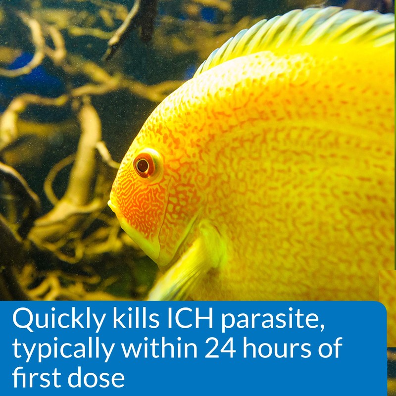 API LIQUID SUPER ICK CURE Fish remedy, Freshwater and Saltwater