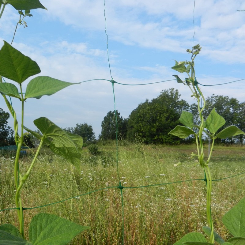 Tenax 57006200 Flora Green Plastic Mesh for Climbing Plants