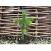 GARDENERA Premium Araucaria Potting Soil Mix - Perfect Balance of