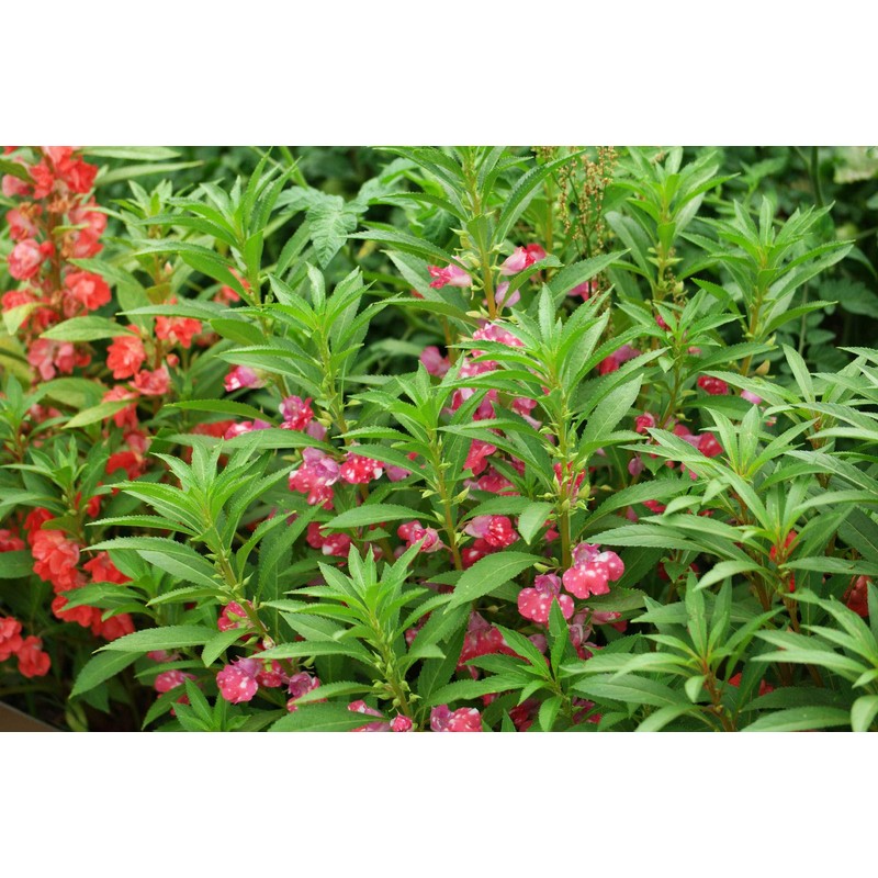 RAISE ME UP: Seeds Garden Balsam Camellia Flowered Mix (Impatiens