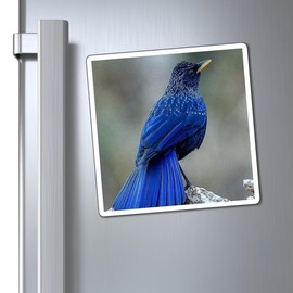 Blue Whistling Thrush Bird Magnets - size: 4" × 4"