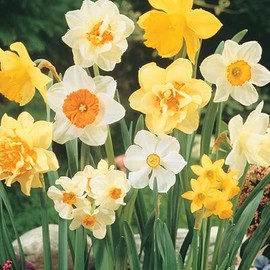 Pre-Chilled Flower Bulbs for Forcing Indoors - Easy to Grow - Grow in Water or Dirt Indoors or Plant Outdoors - Prechilled Indoor Bulbs (10 Mixed Daffodil)