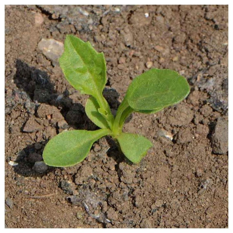 Everwilde Farms - 500 Crego Mix Aster Wildflower Seeds -