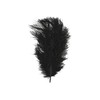 RAYHER 8510401 Strauãÿen Feathers 30 cm Self-Service Bag/Pack of 1,