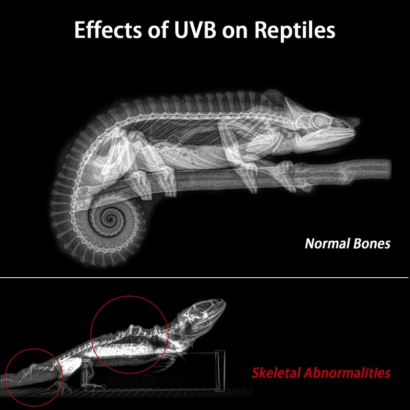 REPTITRIP 16-INCH LED UVB Light for Reptiles, LED Reptile Light
