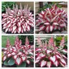 100+ Hosta Seeds for Planting Outdoors, Rare Perennial Flower Seeds,
