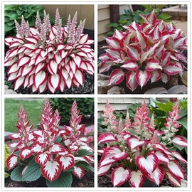 100+ Hosta Seeds for Planting Outdoors, Rare Perennial Flower Seeds, Shade Loving Hosta Plants for Garden Beds, Containers, Patios (White and Red)