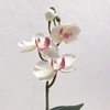 Kobe Flower Story Phalaenopsis 2018-petti-am Total Length: Approx. 11.8 inches