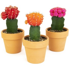 Grafted Cactus Plants Live in Clay Pots for Plants (3 PK), Live Cactus Plant in Cactus Soil Potting Mix, Live Mini Cactus Succulents Plants Live Cacti, Live Succulents in Cactus Pot by Plants for Pets