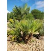 10 Seeds of Mediterranean Fan Palm Tree | European Fan
