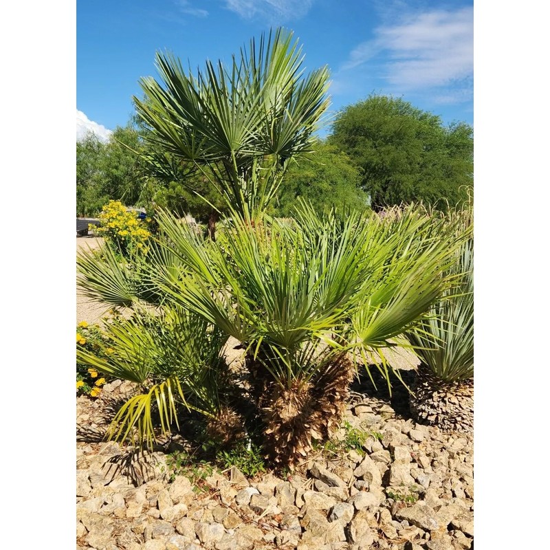 10 Seeds of Mediterranean Fan Palm Tree | European Fan