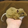 Brown Mouse Stuffed Animal Plush Toy 5" L