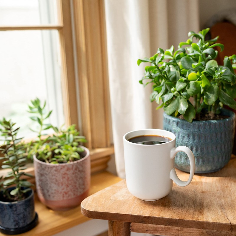 Cameron's Coffee Roasted Ground Coffee Bag, Flavored, Cinnamon Sugar Cookie,
