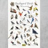 Where's Wildlife Backyard Birds of Wisconsin Bird Identification Poster (12"