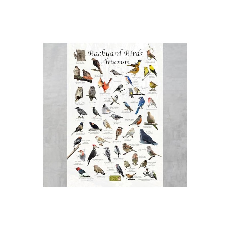 Where's Wildlife Backyard Birds of Wisconsin Bird Identification Poster (12"