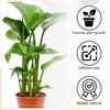 Pack of 8 Plant Support Shrub Holder, Plant Stem Holder,