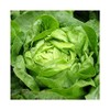 Viridis Hortus - Buttercrunch Lettuce 4,675 (4.53g's) Vegetable Seeds -
