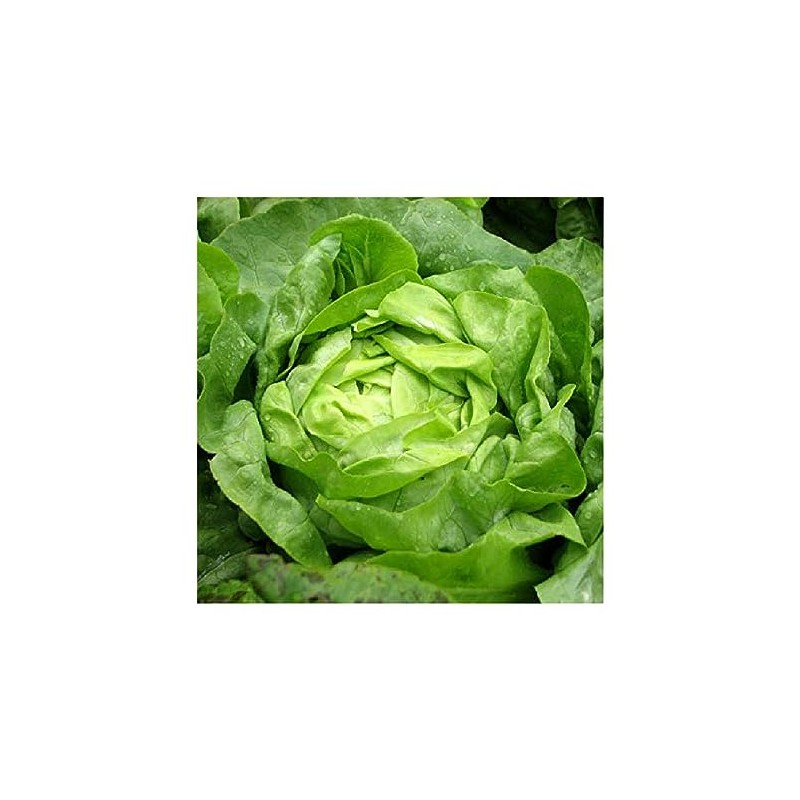 Viridis Hortus - Buttercrunch Lettuce 4,675 (4.53g's) Vegetable Seeds -